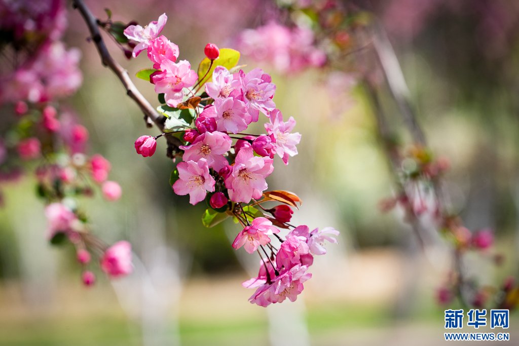 Kunminginfohub's tweet photo. Recently, the cherry blossoms at Yuantong Park in Kunming have bloomed one after another, attracting a large number of tourists to come to enjoy the flowers in #spring.#有一种叫云南的生活 #glamourkunming #CherryBlossom #KunmingSpring https://t.co/9Xl4gBNmuy