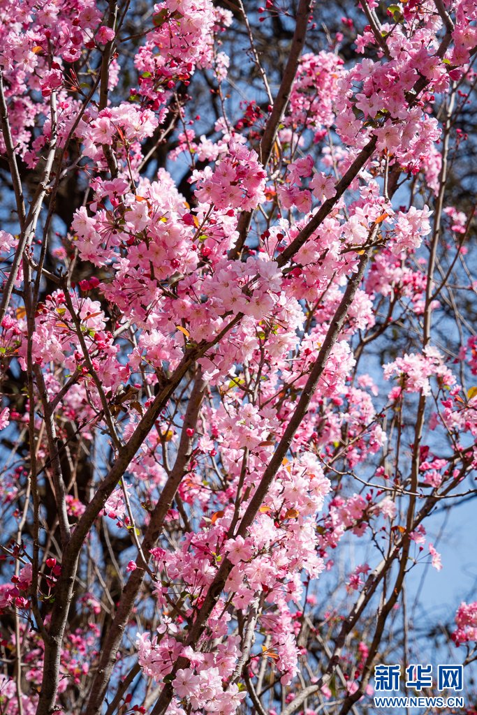 Kunminginfohub's tweet photo. Recently, the cherry blossoms at Yuantong Park in Kunming have bloomed one after another, attracting a large number of tourists to come to enjoy the flowers in #spring.#有一种叫云南的生活 #glamourkunming #CherryBlossom #KunmingSpring https://t.co/9Xl4gBNmuy