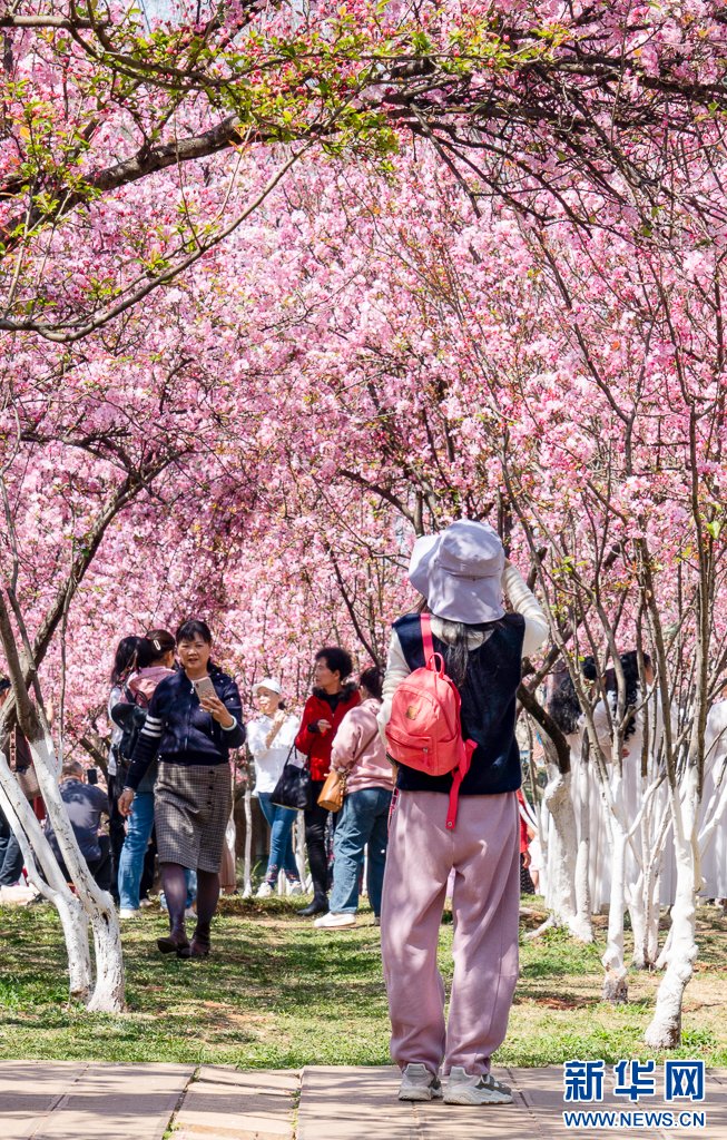 Kunminginfohub's tweet photo. Recently, the cherry blossoms at Yuantong Park in Kunming have bloomed one after another, attracting a large number of tourists to come to enjoy the flowers in #spring.#有一种叫云南的生活 #glamourkunming #CherryBlossom #KunmingSpring https://t.co/9Xl4gBNmuy