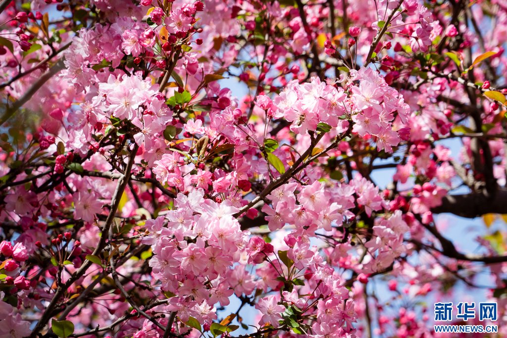 Kunminginfohub's tweet photo. Recently, the cherry blossoms at Yuantong Park in Kunming have bloomed one after another, attracting a large number of tourists to come to enjoy the flowers in #spring.#有一种叫云南的生活 #glamourkunming #CherryBlossom #KunmingSpring https://t.co/9Xl4gBNmuy