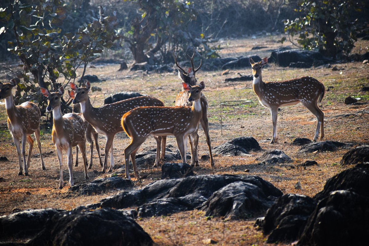 A herd of golden spotted deer in the Madiyadau buffer area of Panna Tiger Reserve. पन्ना टाइगर रिजर्व के मड़ियादौ बफर क्षेत्र में सुनहरे चित्तीदार हिरणों का झुंड। @minforestmp @MPTourism @nagarsingh191 @RavindraIfs @JansamparkMP @PannaProjs