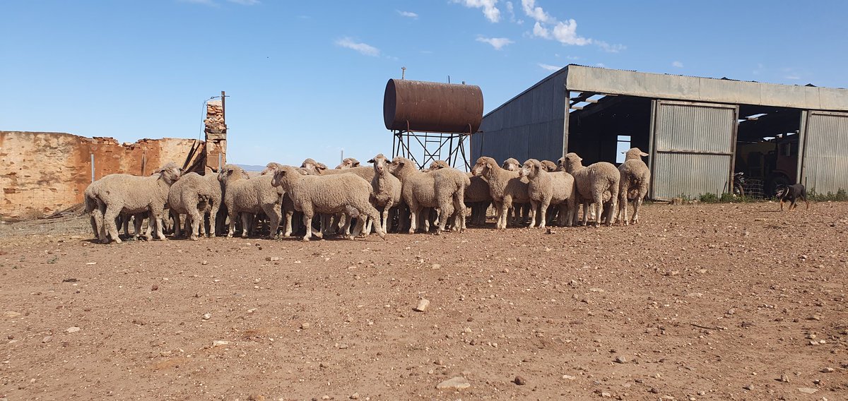 Lamb Weighing ⚖️ 
At the end of February I put the 7mth old stud lambs through the autodrafter for weighing:
Rams 54 kg ave
Ewes 41 kg ave
They have been in stubbles with feeders of barley since December. 

#modernmerino #growth #srsmerino