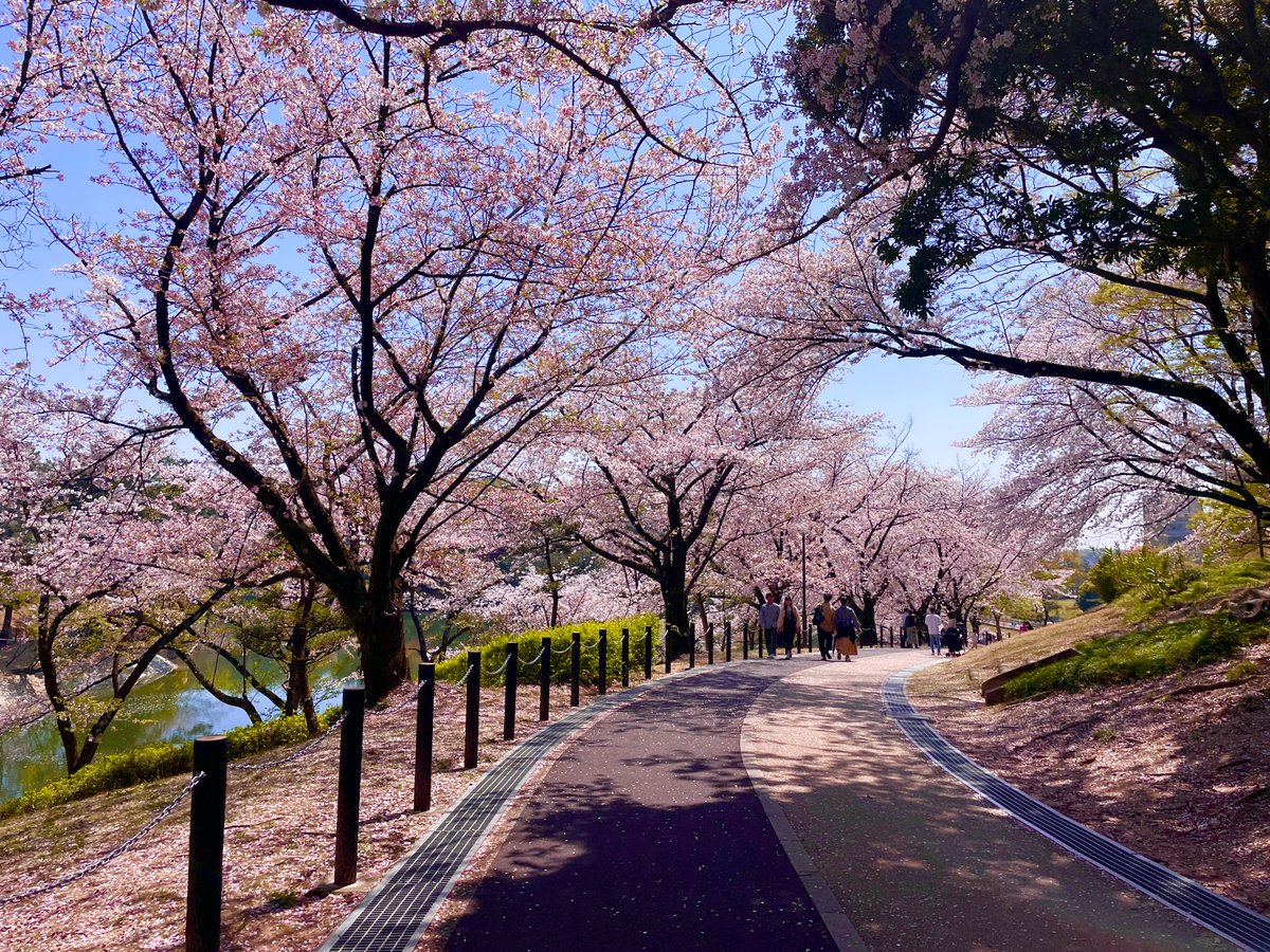 AichiNow_en's tweet image. #CherryBlossoms are a sight to see in the daytime, but once night rolls around… Oh boy!🌸 aichi-now.jp/en/spots/detai… Check out the brilliant blossoms of #OikePark as they are lit up in a nighttime #FlowerViewing session available 3/21–4/14✨ #AichiNow