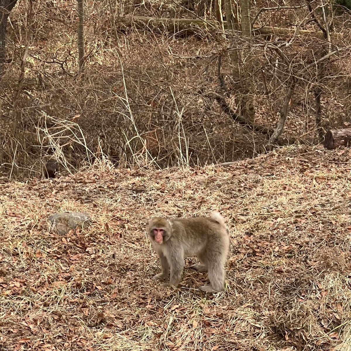 Scoop_Field's tweet photo. さくらんぼの新植🍒
近隣の猿も様子見に…🐒笑
今年も美味しいさくらんぼが実るように頑張ります！🫡✨ https://t.co/nfjAilSWGx