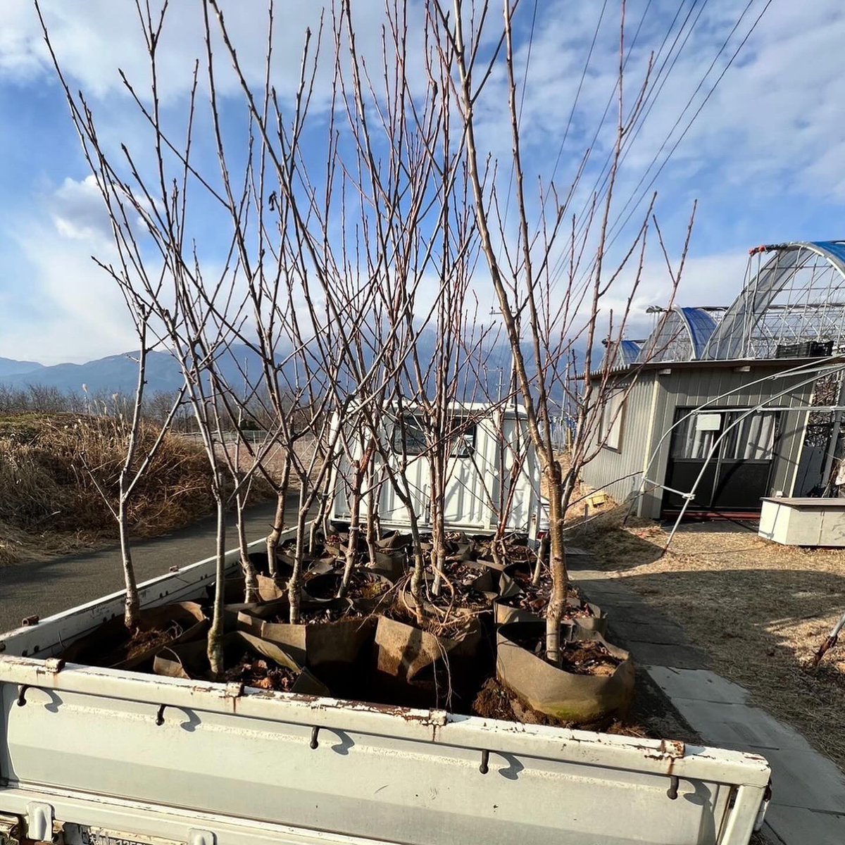 Scoop_Field's tweet photo. さくらんぼの新植🍒
近隣の猿も様子見に…🐒笑
今年も美味しいさくらんぼが実るように頑張ります！🫡✨ https://t.co/nfjAilSWGx