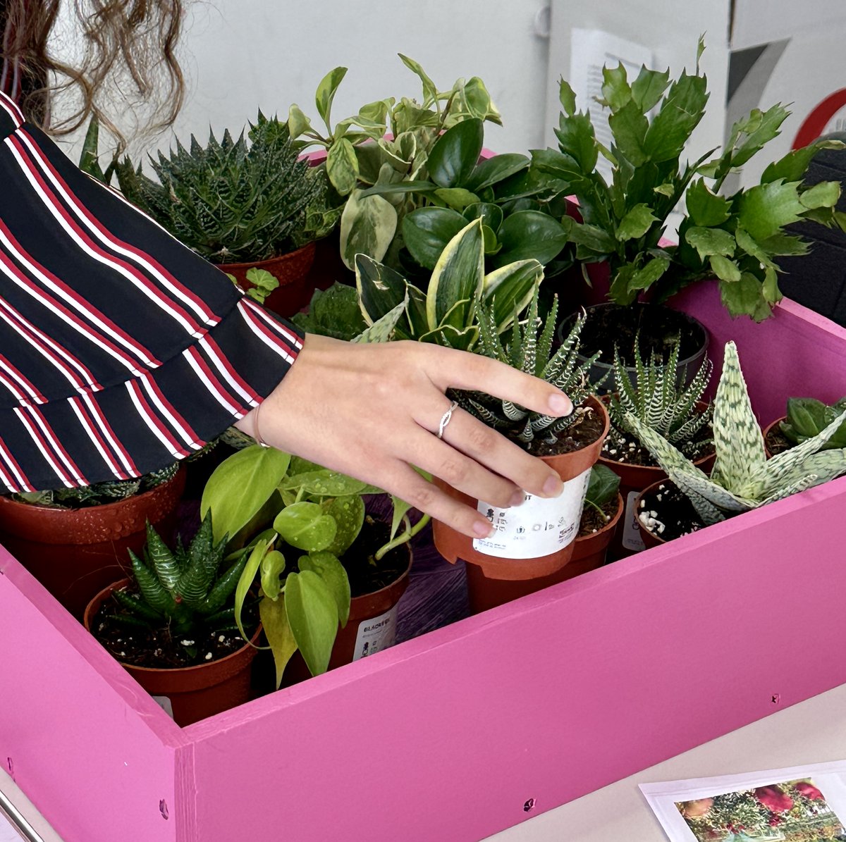 "Exciting times at <a href="/DubaiBritishEH/">Dubai British School</a> This #BritishScienceWeek, our ASDAN students are delving into biodiversity with a hands-on approach. Stay tuned as we connect nature with science through our living wall project. 🌱 <a href="/ASDANeducation/">ASDAN</a> <a href="/Taaleem/">Taaleem</a> <a href="/DBS_STEAM/">DBS_STEAM</a> #InclusiveSTEM #LivingWall