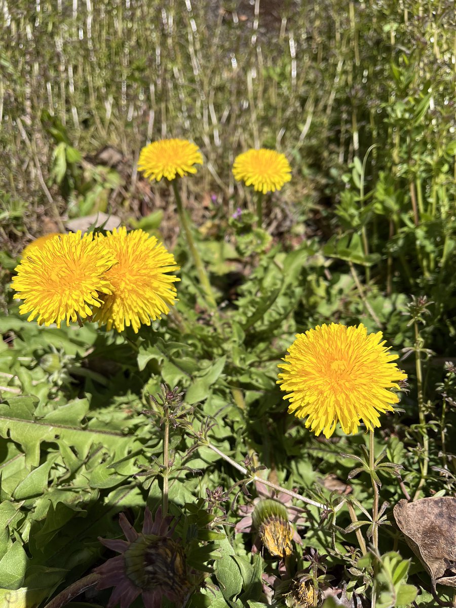 大きなタンポポの花が咲いてた散歩道
ここのタンポポは2月の初旬
真冬の頃から大きな花を咲かせてました
でも寒さからか葉っぱは地面にへばりつき
花茎も短くて首をすぼめるように咲いてました
でも今は葉っぱも気持ちよく伸びて
花はますます大きな顔して
春を謳歌しています
#タンポポ
