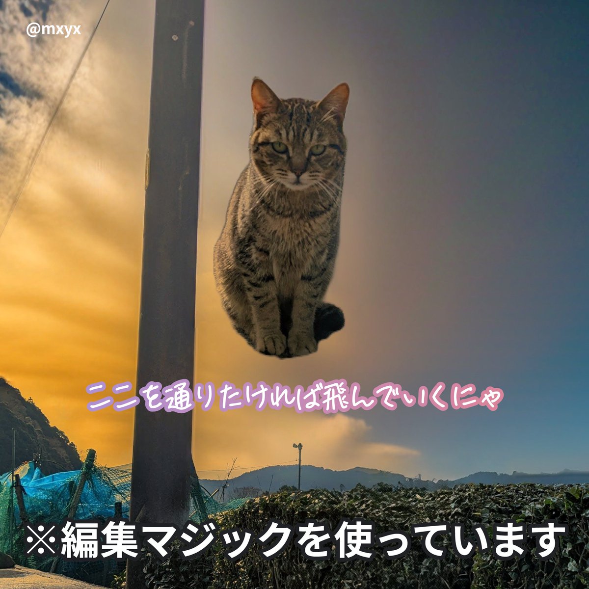 googlejapan's tweet photo. 猫も空を飛べるはず 🐈゛

#Pixelマジック大喜利 6 連発にゃ！