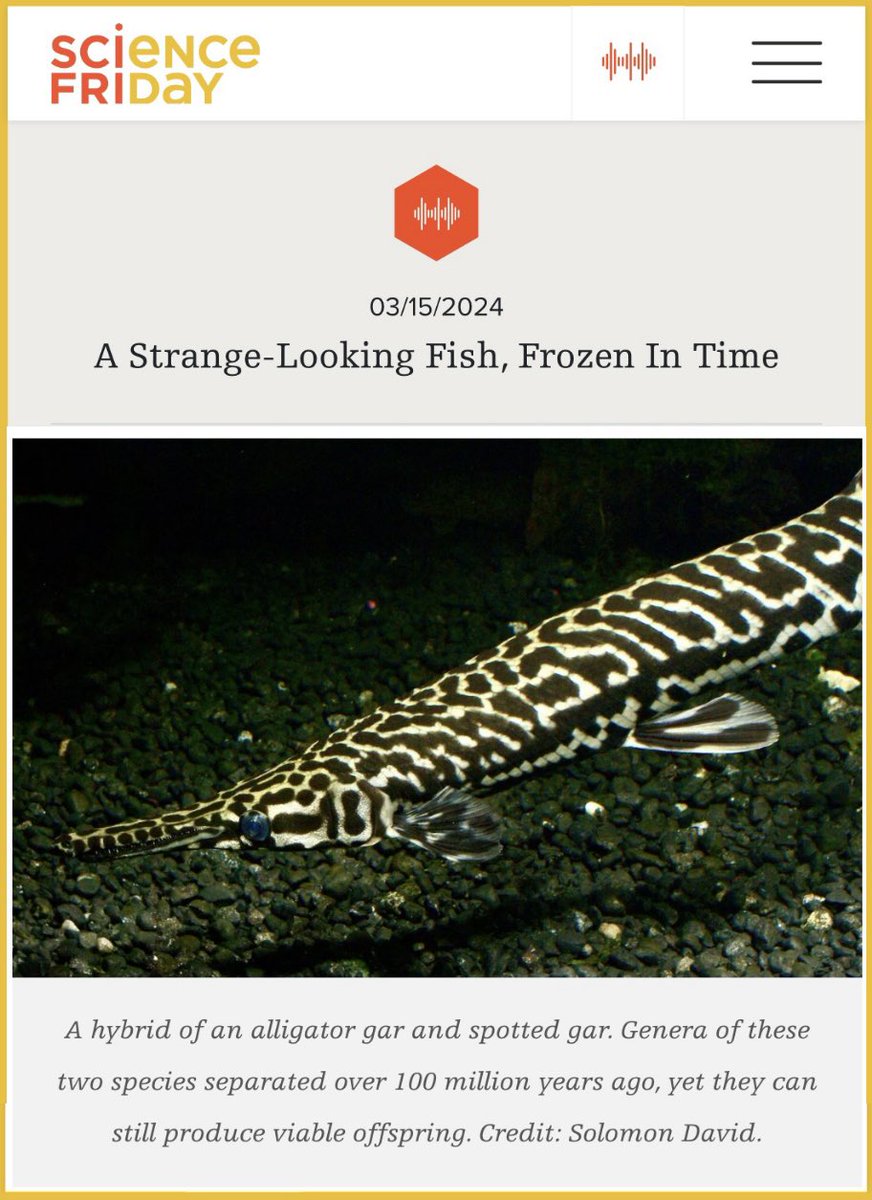 Dr. Solomon David (@solomonrdavid) on Twitter photo Check out <a href="/scifri/">Science Friday</a> TODAY for some GARish living fossil conversation with <a href="/ChaseBrownstein/">Chase Brownstein</a>, <a href="/iraflatow/">Ira Flatow</a>, and me!
sciencefriday.com/segments/gar-lโฆ Check out <a href="/scifri/">Science Friday</a> TODAY for some GARish living fossil conversation with <a href="/ChaseBrownstein/">Chase Brownstein</a>, <a href="/iraflatow/">Ira Flatow</a>, and me!
sciencefriday.com/segments/gar-lโฆ