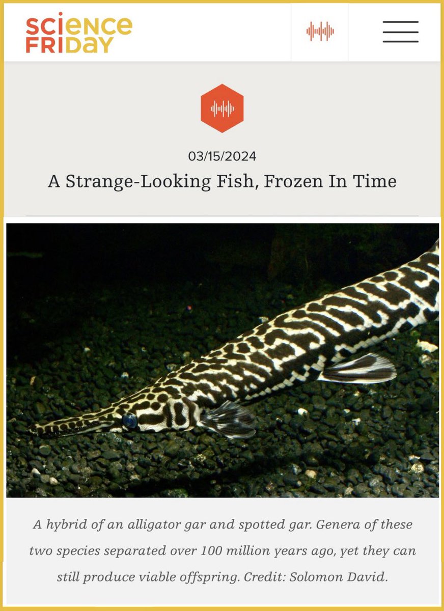 Check out @scifri TODAY for some GARish living fossil conversation with @ChaseBrownstein, @iraflatow, and me! sciencefriday.com/segments/gar-l…