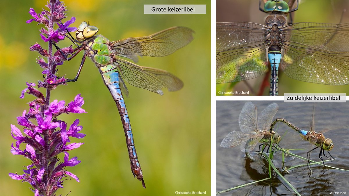 vlinderNL's tweet photo. #GroteKeizerlibel is flink toegenomen de afgelopen tijd en komt verspreid door hele land voor. Groot en prachtig blauw-groen. De #Zuidelijke Keizerlibel profiteert van opwarmend klimaat en neemt ook toe. #libellente @katsmanjan https://t.co/GTc8RcgIq2
https://t.co/JbHWW87S6H https://t.co/NNb6Lm2UjT