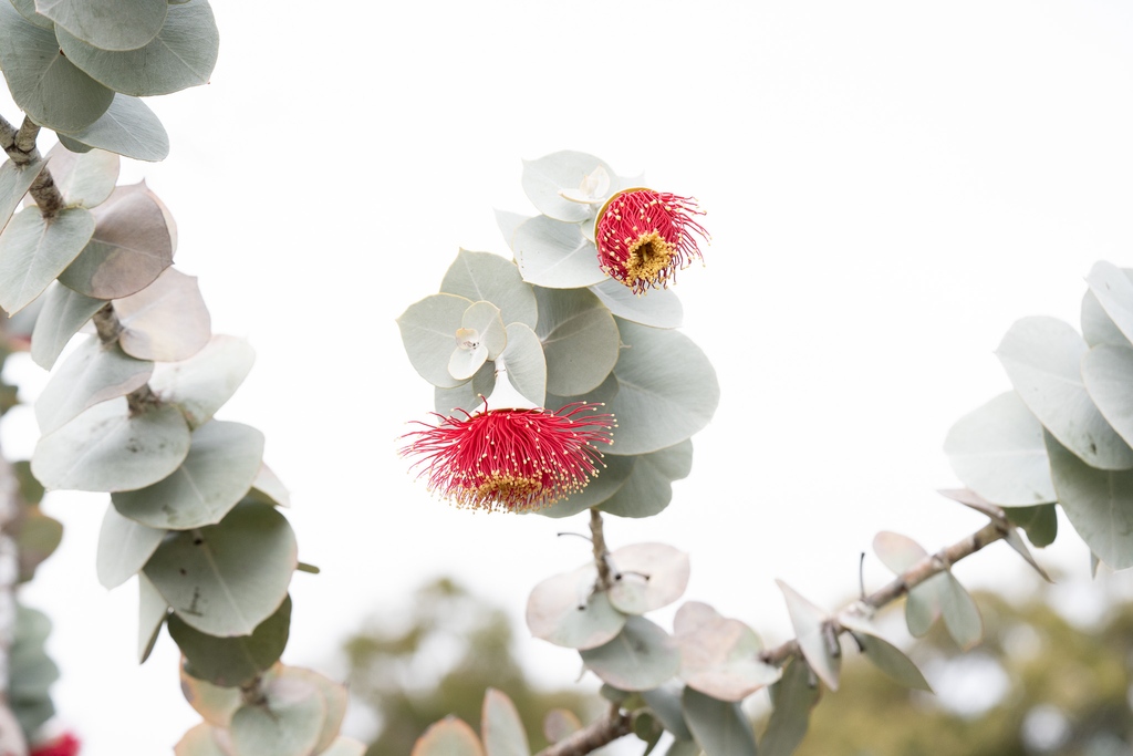 EcolSocAus's tweet image. “Eucalyptus rhodantha” by Alexandra Hayes-Hatten (2023 ESA #PhotoCompetition #BranchingOut shortlist)

“Eucalyptus rhodantha commonly known as the Rose Mallee, is a gum tree endemic to Western Australia.” Location: Perth Boorloo.

#FlowersOnFriday #LoveAGum #eucbeaut #ozplants