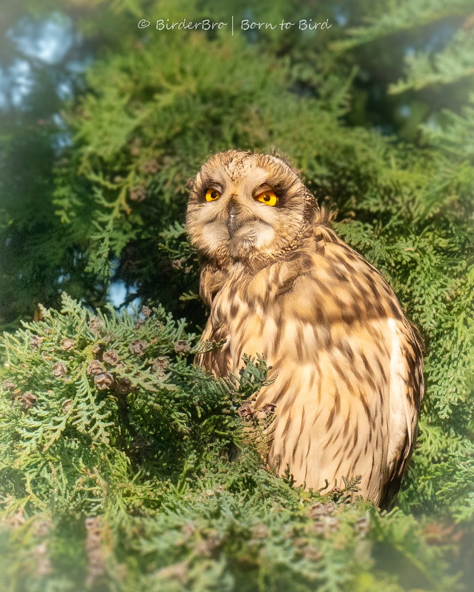 Hi #BirdTwitter👋 #FalconFriday's time to cherish avian #predator|s like Falcon, #Eagle, #Hawks, #vultures, harriers, #Owl & Co.🦅🦉
Share ur📸of #raptors & #birdsofprey🙏
Shortie kicks us off⬇️😍 

#BirdsOfTwitter #birding #birdwatching #birdphotography #NaturePhotography #birds
