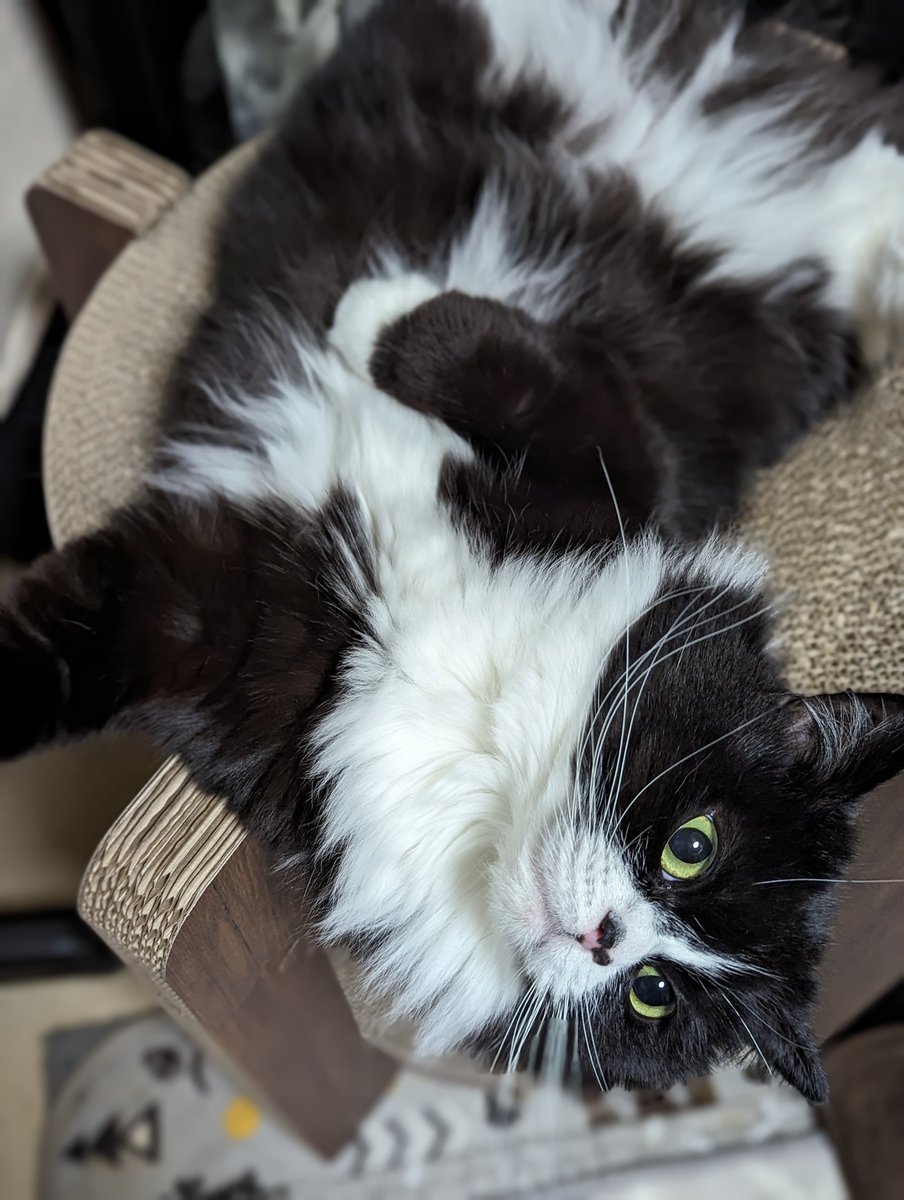 ただいマっ君!

喜びのクネクネ舞😼