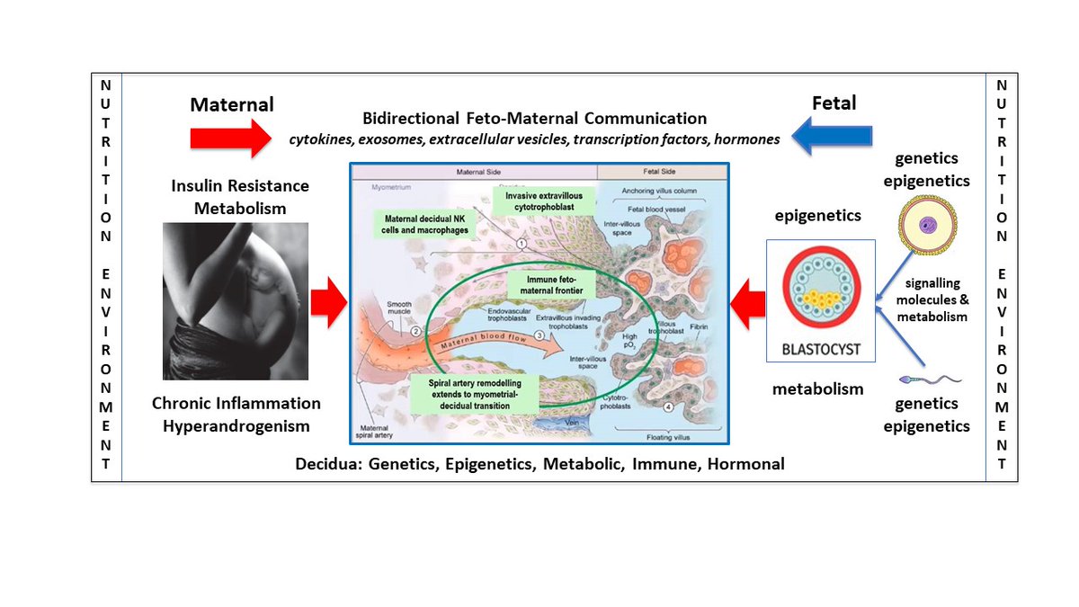 Preprints_org's tweet photo. 👏Congratulations to Dr. @ClairecureIBD et al for reaching 100 downloads of their #preprint⤵️

https://t.co/UOgu168D5W

🌟Excellent review demonstrating the role of nutritional factors in 🤰women with polycystic ovary syndrome (#PCOS). Check it out. https://t.co/JfuNWTwA2e