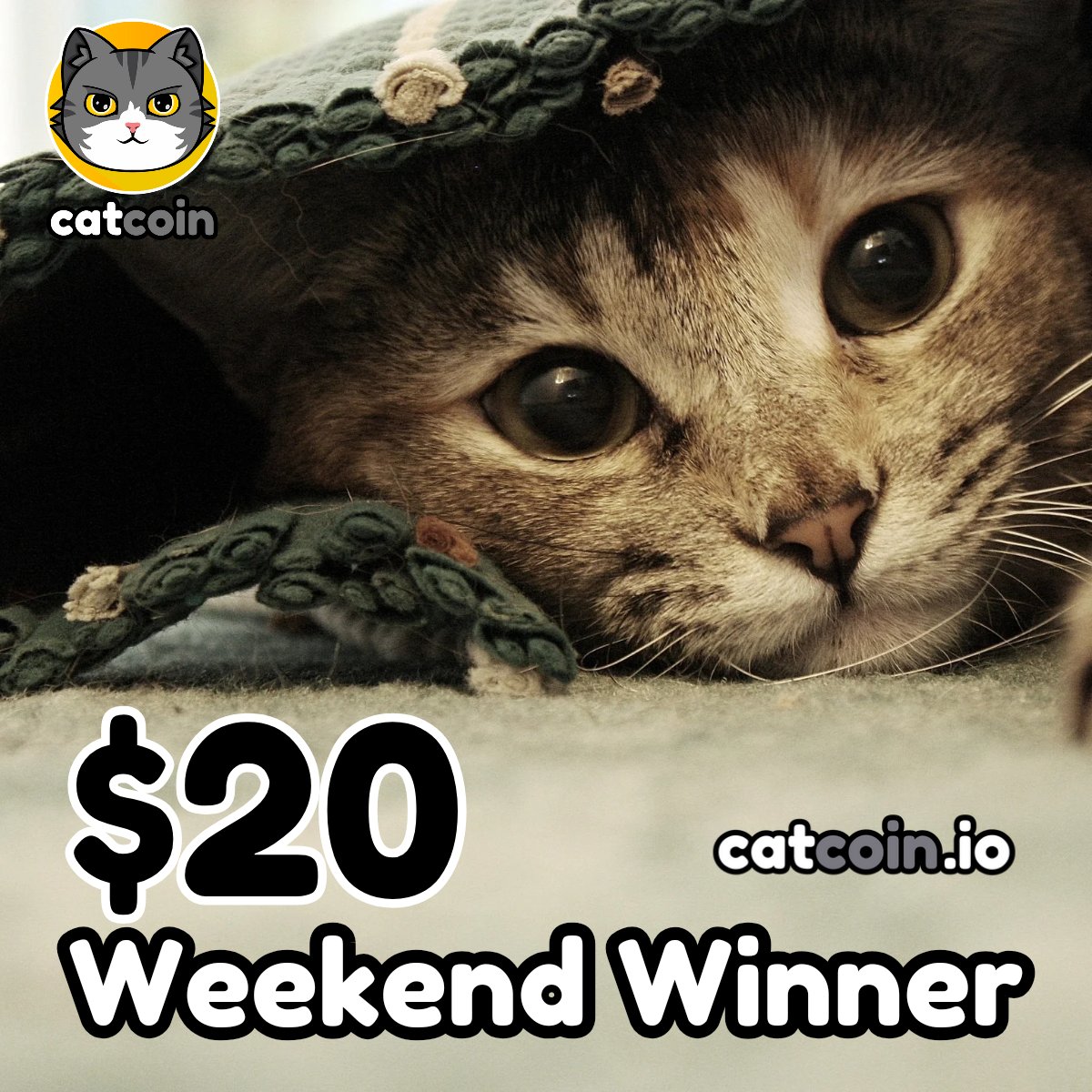 Weekend Winner - $20

• Follow <a href="/officialcatcoin/">Official Catcoin</a>
• Retweet
• And comment #Catcoin #USDT #giveaway

48 hours