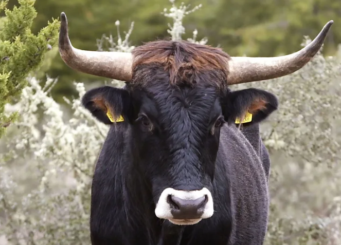 glpets's tweet photo. The tauros, a specially bred version of the long-extinct auroch cattle, is being introduced to Portugal's Côa Valley. https://t.co/tqy0eCzHSS
