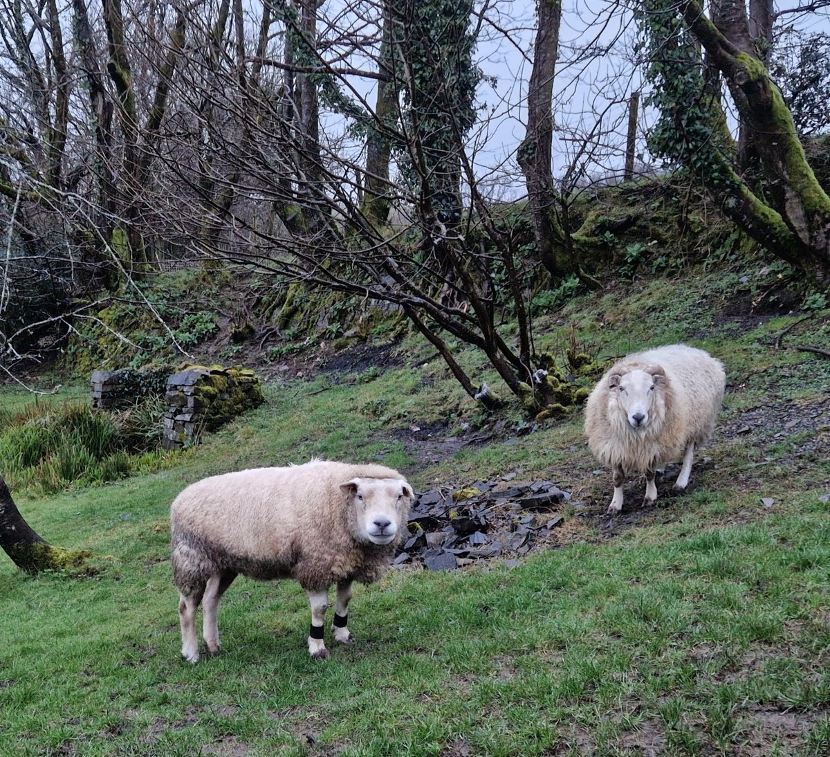 Is it ever going to stop raining Mum? It's no wonder D & D look fed up 🌧🌧🌧🌧

#animalsanctuary #sheep365 #texelsheep #welshsheep #nonprofit #amazonwishlist #animallovers #foreverhome #sponsorasheep 

woollypatchworksheepsanctuary.uk