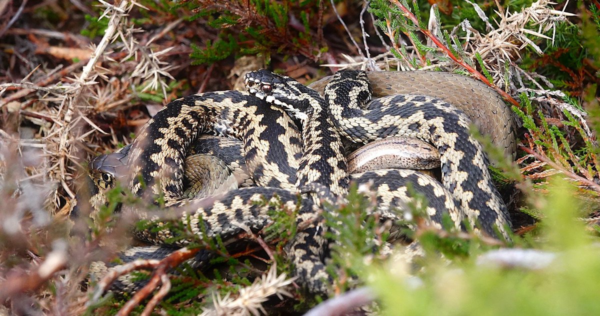 Inter-reptile species communal basking. An interesting topic perhaps for <a href="/BBCSpringwatch/">BBC Springwatch</a> <a href="/ChrisGPackham/">Chris Packham</a> Photo taken 14-03-2024, East Dorset featuring 2 male adders, 1 female grass snake and 1 female slow worm. 
Nick D :)