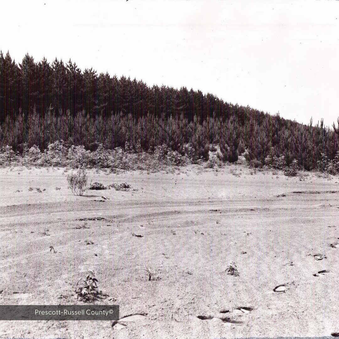 FSC_IC's tweet photo. Can you believe that just over 100 years ago, Larose Forest was a blow-sand desert? Thanks to a collaborative effort, over 18 MILLION trees have been planted making Larose one of the largest community forests in southern Ontario.

#biodiversity #larose #communityforest #FSCcertified #FSCCanada #Ottawa #sustainability #forests @FSC_Canada