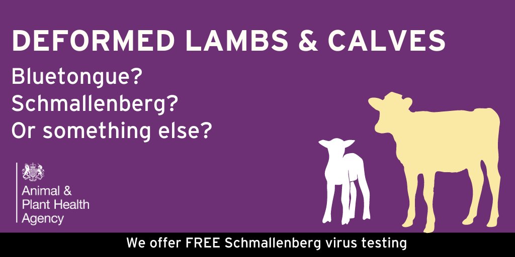 #Sheep and #Cattle keepers, if you get lambs or calves born small, weak, deformed, blind or stillborn this could be due to #Bluetongue, Schmallenberg or something else! Contact your private vet to investigate. @ruminanthw @TheAHDB @natsheep @NFUtweets @natbeefassoc