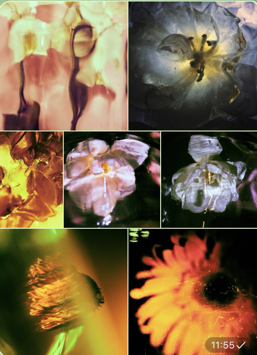 I shared to friend my floral photos and was glad to see how they look together✨ also tonight I got inspiration and finished more flowers. soon going to start sharing them with you and minting on <a href="/exchgART/">Exchange Art</a>