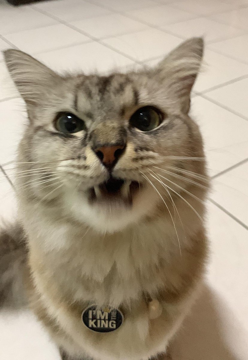 Princedanielll_'s tweet photo. Umpa lagi hensem walaupun mayah😾 https://t.co/nC3ZMHxH5P
