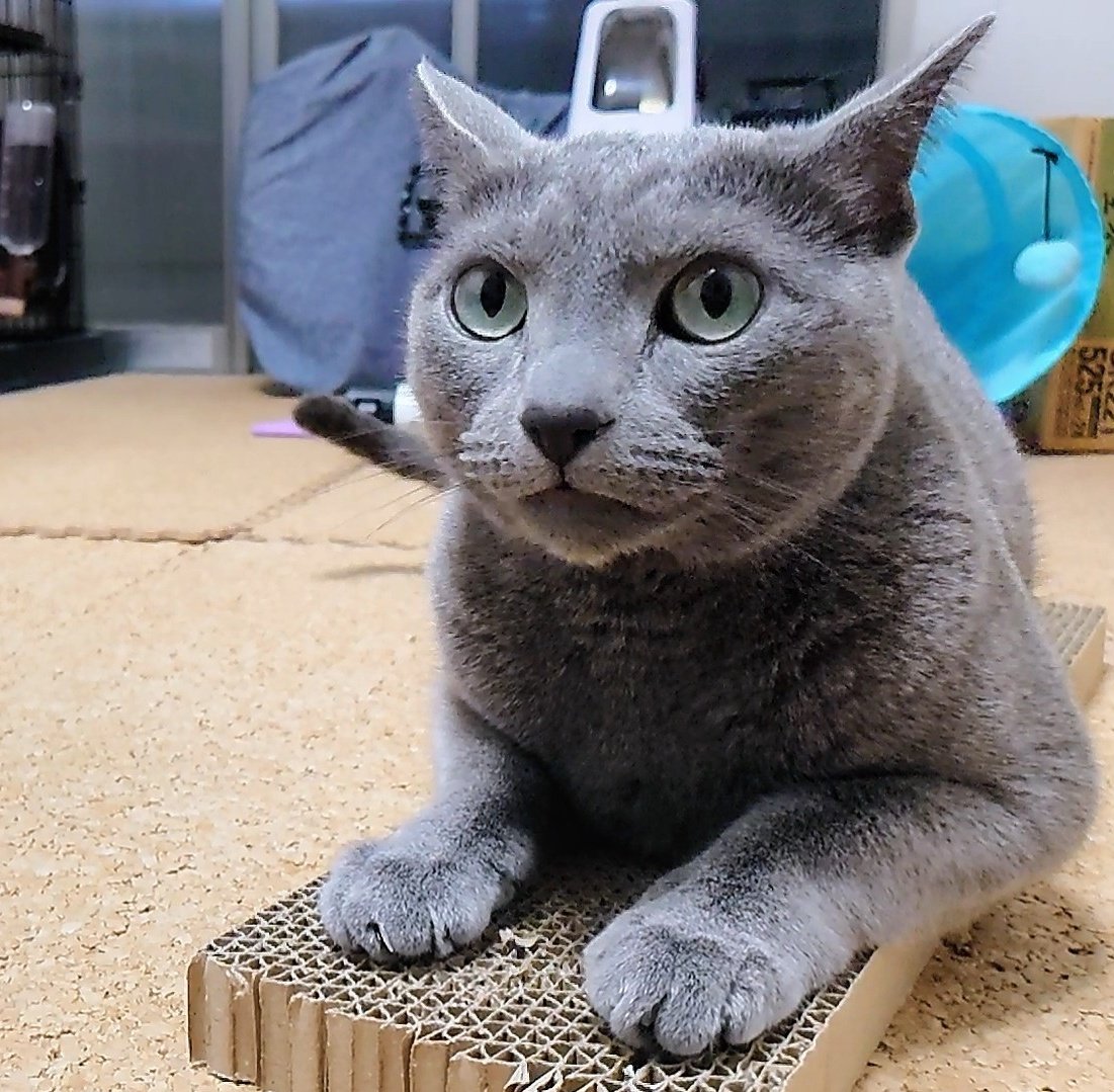 cat_ryry's tweet photo. おニューだ！😄
It's a new one!

You Tubeも毎日更新しています。
https://t.co/J9yAvFvxrM

#ロシアンブルー #ロシアンブルー女の子 #ねこ #russianblue #cat #猫のいる暮らし #youtube https://t.co/5nwDW2t1jl