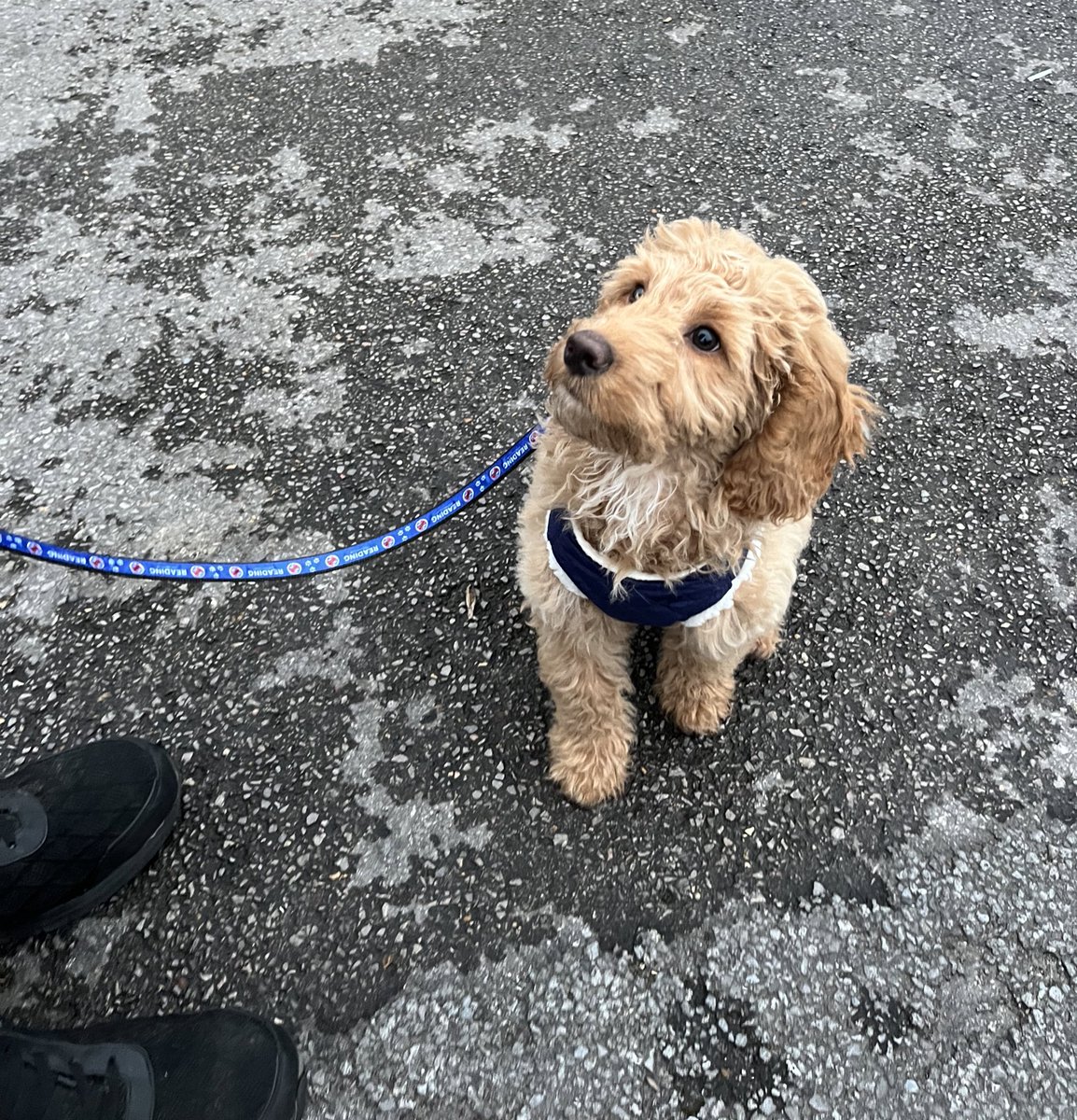 vanessaldoyle's tweet photo. Such a good boy in his #readingfc lead 🥺 14 weeks old today, love him too much!! https://t.co/Y5z0eUDEHL