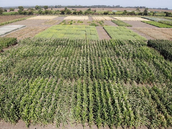 CofEKenya's tweet photo. Choosing the right maize variety can be daunting

In the 𝒉𝒕𝒕𝒑𝒔://𝒄𝒆𝒏𝒕𝒆𝒓𝒐𝒇𝒆𝒙𝒄𝒆𝒍𝒍𝒆𝒏𝒄𝒆.𝒄𝒐.𝒌𝒆/𝒂𝒈𝒓𝒐𝒏𝒐𝒎𝒚-𝒏𝒆𝒘𝒔/𝒎𝒂𝒊𝒛𝒆-𝒗𝒂𝒓𝒊𝒆𝒕𝒊𝒆𝒔-𝒇𝒐𝒓-2024/ looks into varieties available for both high and mid-altitudes as we gear up for the season! https://t.co/WG9aqnPOTy