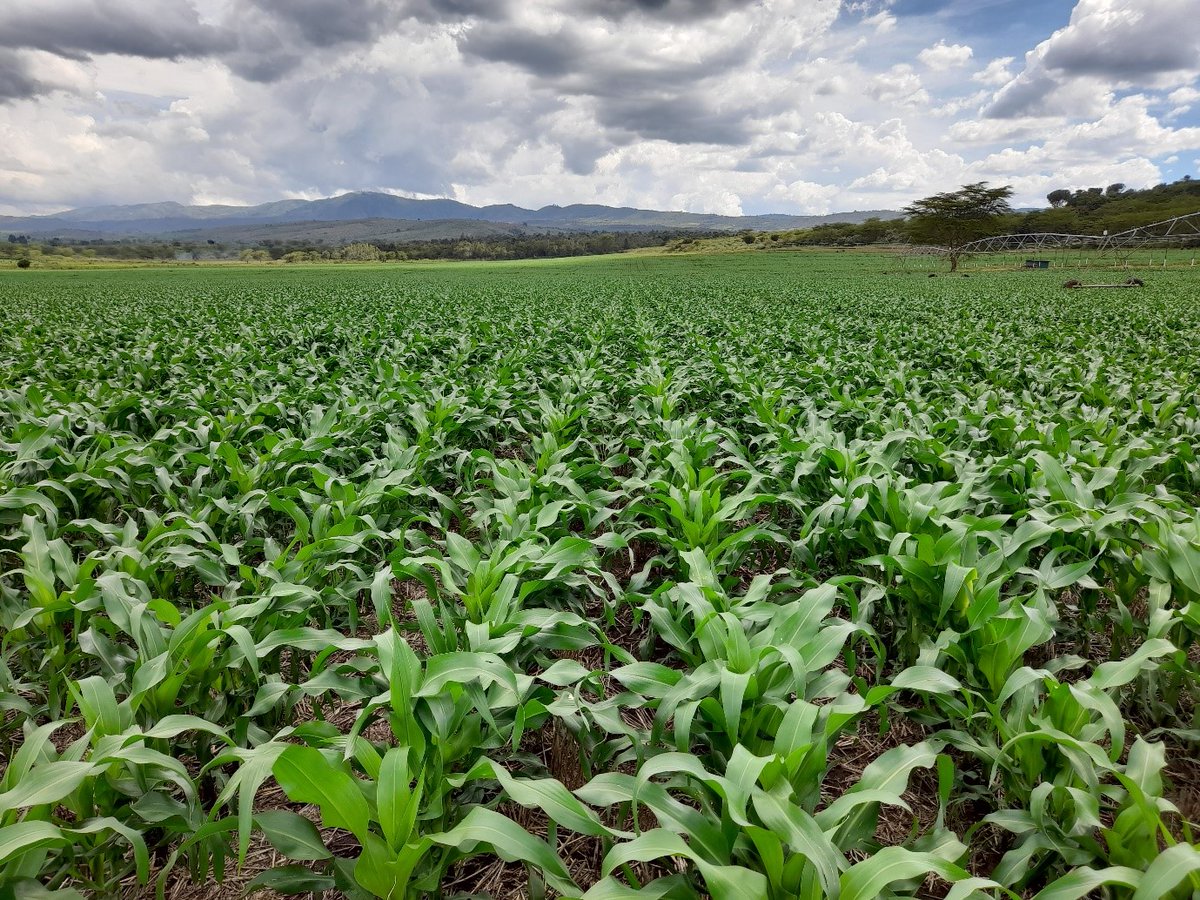 CofEKenya's tweet photo. Choosing the right maize variety can be daunting

In the 𝒉𝒕𝒕𝒑𝒔://𝒄𝒆𝒏𝒕𝒆𝒓𝒐𝒇𝒆𝒙𝒄𝒆𝒍𝒍𝒆𝒏𝒄𝒆.𝒄𝒐.𝒌𝒆/𝒂𝒈𝒓𝒐𝒏𝒐𝒎𝒚-𝒏𝒆𝒘𝒔/𝒎𝒂𝒊𝒛𝒆-𝒗𝒂𝒓𝒊𝒆𝒕𝒊𝒆𝒔-𝒇𝒐𝒓-2024/ looks into varieties available for both high and mid-altitudes as we gear up for the season! https://t.co/WG9aqnPOTy