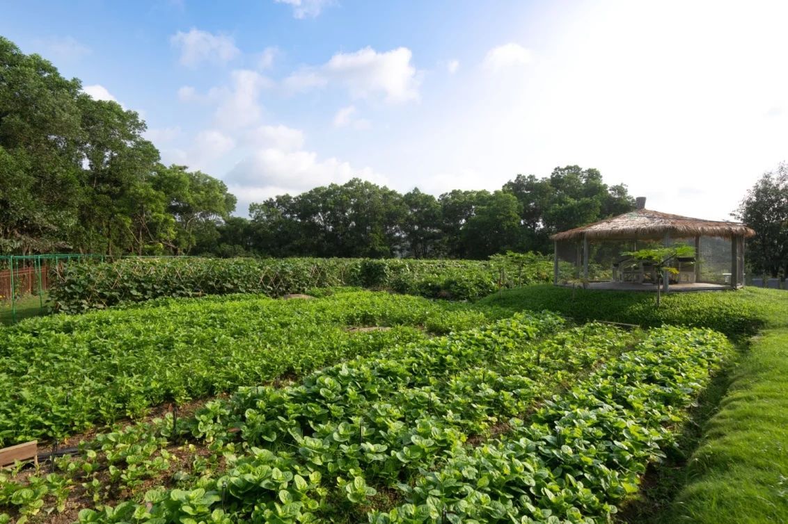Syngenta_Turf's tweet photo. Xili Golf in China has transformed a debris site into an organic farm, creating a diverse ecosystem to educate children from the local community and minimize the club's ecological footprint 🇨🇳
See how: https://t.co/LYneMZnCGm
#SyngentaGolf #GrowingGolf https://t.co/sErAqvgTAJ