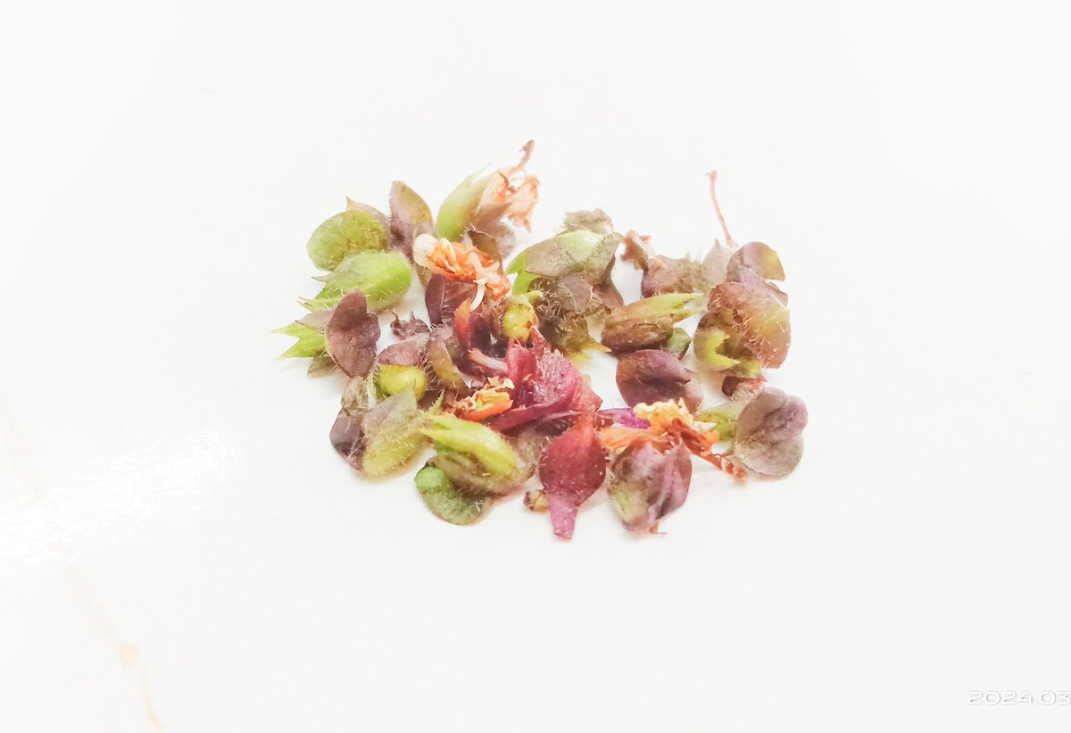 ये किस पेड़ के फूल हैं।
बताने वाले को तुरंत फॉलो बैक दिया जायेगा।
शुरू हो जाइये❗
#earthquake #macron20h