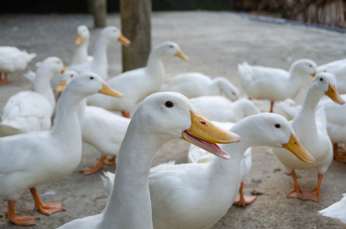 Grupo Meddis, vinos del nuevo mundo tweet media