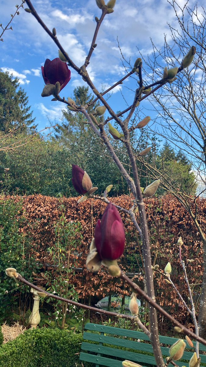 Exciting to see our very dark Magnolia (whose name has flown away just now) about to open its flowers. An impetuous buy last year. I’m glad it’s as good as I remember