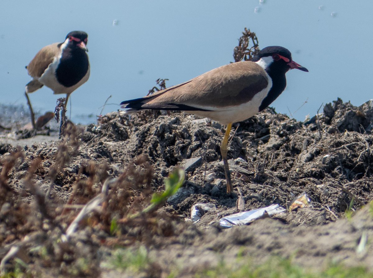 bobbydevito's tweet photo. Red-Wattled Lapwing on the banks of the Yamuna River, Majnu Ka Tila
#BirdsOfTwitter
#IncredibleIndia
#birdsofindia
#redwattledlapwing https://t.co/qNrnZe55kJ