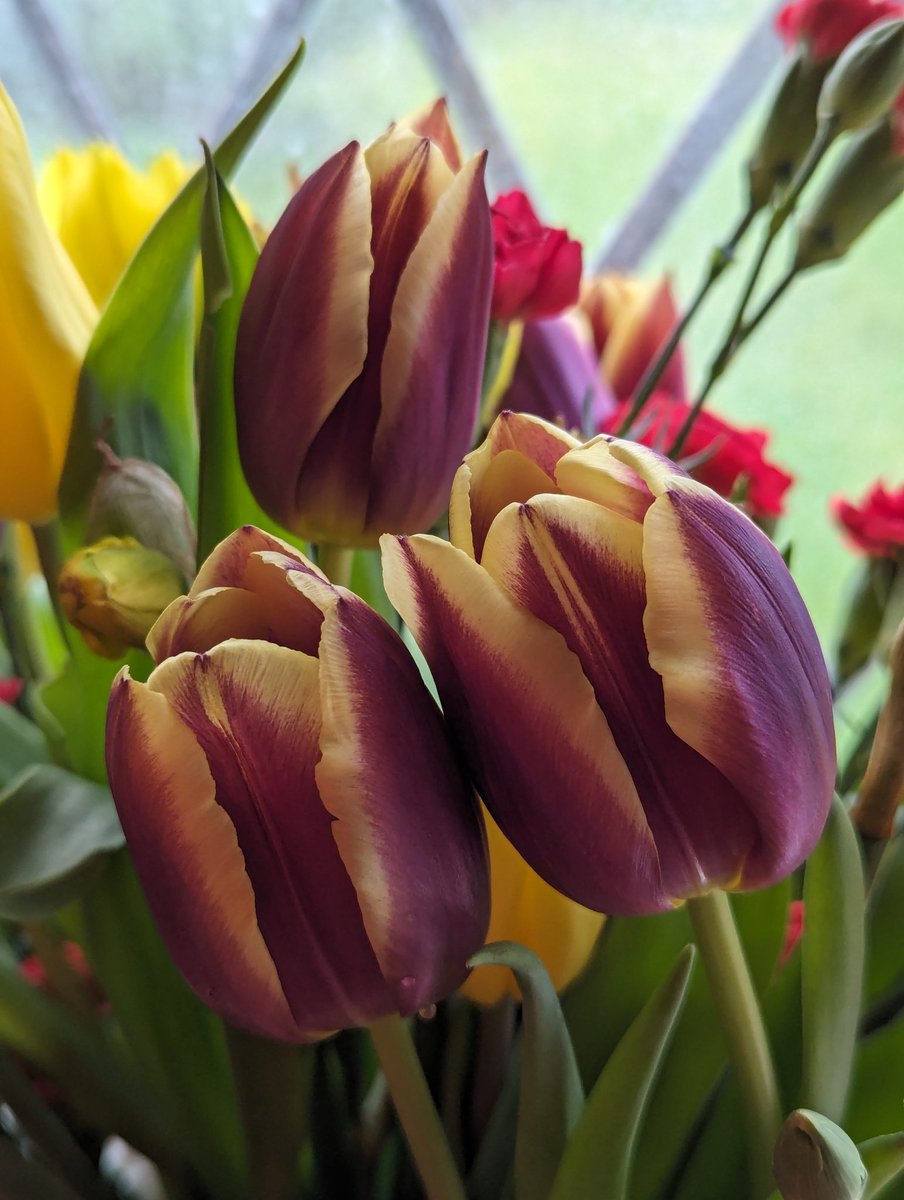 Not quite there in the garden yet. It's all #spring indoors tho! 🌿🌷🤗 #FlowersOnFriday #tulips