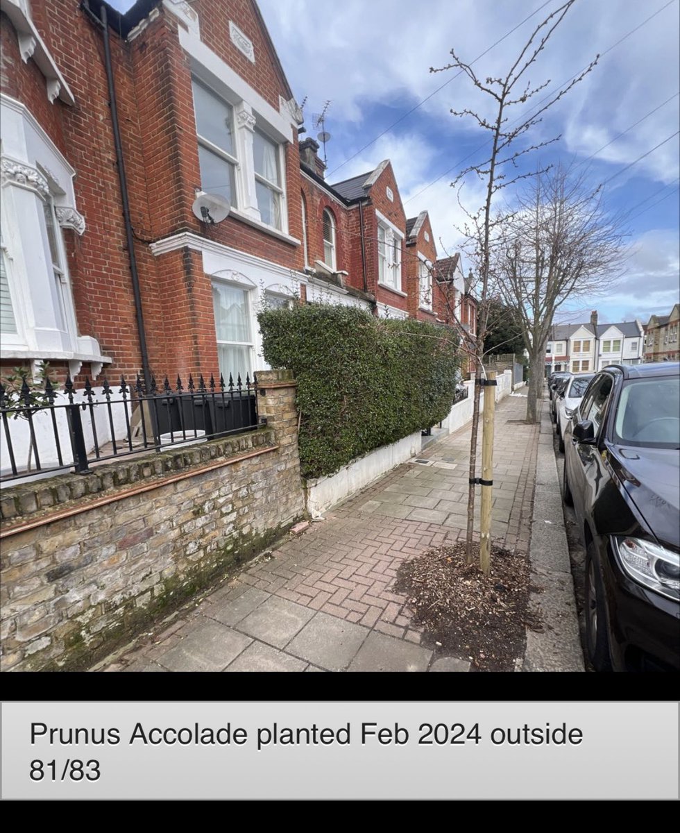 Our local #treeofficers <a href="/EnableParks/">Enable Parks Wandsworth</a> <a href="/LTOA33/">LTOA</a> gave the street …

 a choice of new trees 🌲 🌲 🌴 👍🏻,

told us when they were going to plant them 👍🏻,

gave us an e.mail address and phone number to contact them 👍🏻,

enablelc.org/parks/trees/#:….

and didn’t charge us

Thank you <a href="/wandbc/">Wandsworth Council</a>