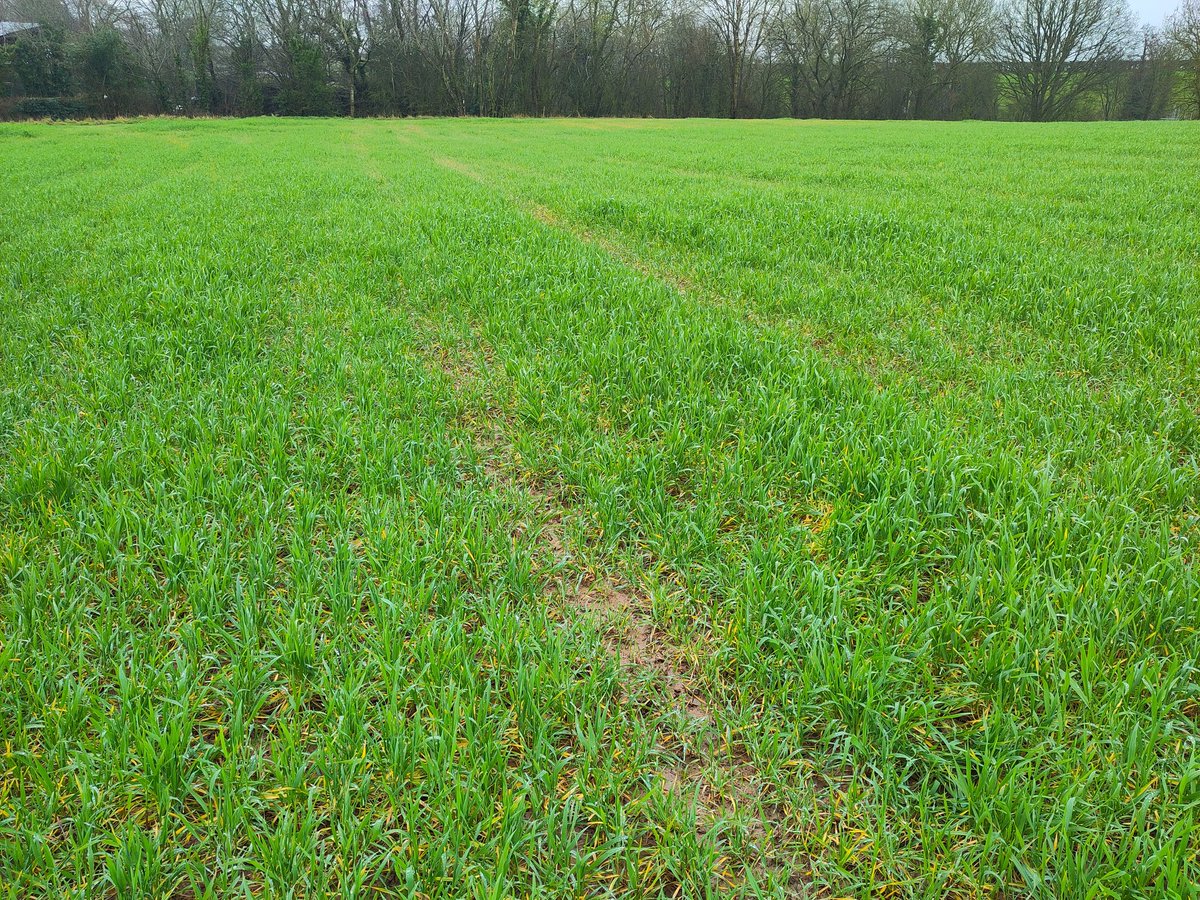 Challenging field conditions NW Herefordshire. Picture 1. T101 WinterMax Forage Triticale drilled 12th Oct. Picture 2. Leading Forage Rye drilled late September. One clear winner.