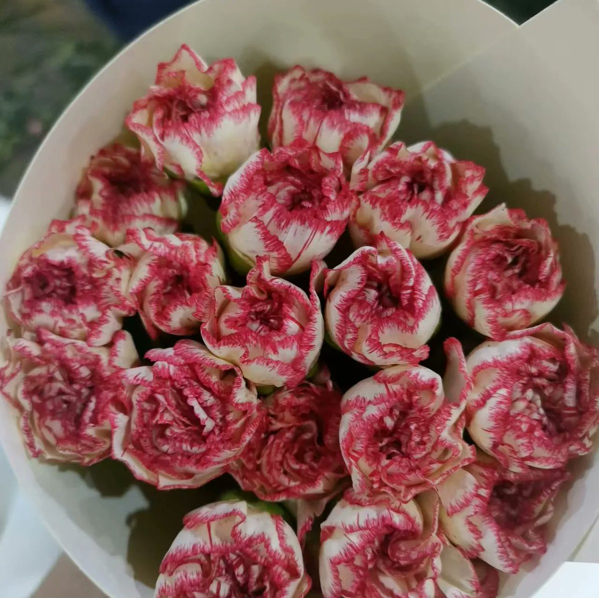 Carnation 
#flower #flowersupply #yunnanflower