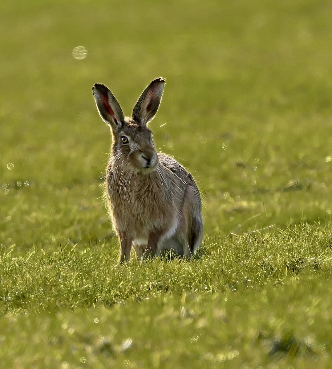 A handsome hare - Spring is definitely here ! 
⁦@WildlifeMag⁩ ⁦@ChrisGPackham⁩ ⁦@wwf_uk⁩