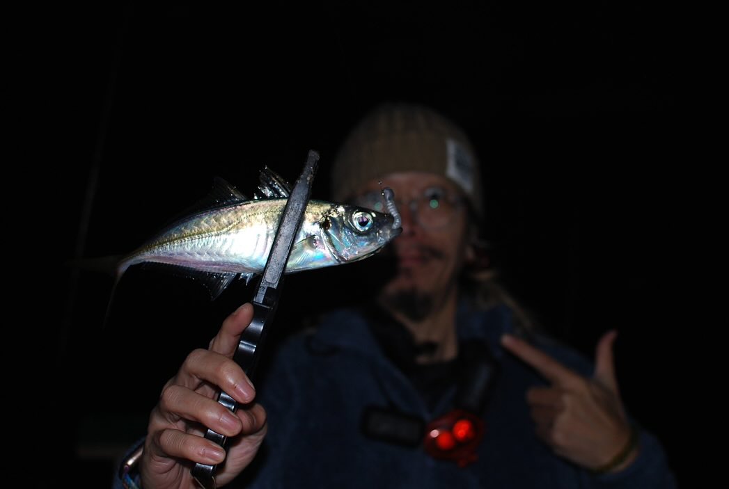 Yamatoyo_Tegusu's tweet photo. 山豊テグスフィールドスタッフ釣果!
*飯塚功至氏
昨夜はfishing foolさんへアジング!
意外と浮いてる謎パターンでした。アジング難しいなぁ。メバルの気配あったので近々発売予定のメバルワーム投げると、一撃でした。さぁ発売準備しなきゃ。
#山豊テグス
#HowIsYourFishing
#fishingFool https://t.co/Sal6nSan81