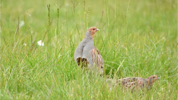 Project ‘Samen voor de Patrijs’ van start -  eilandennieuws.nl/l/18685