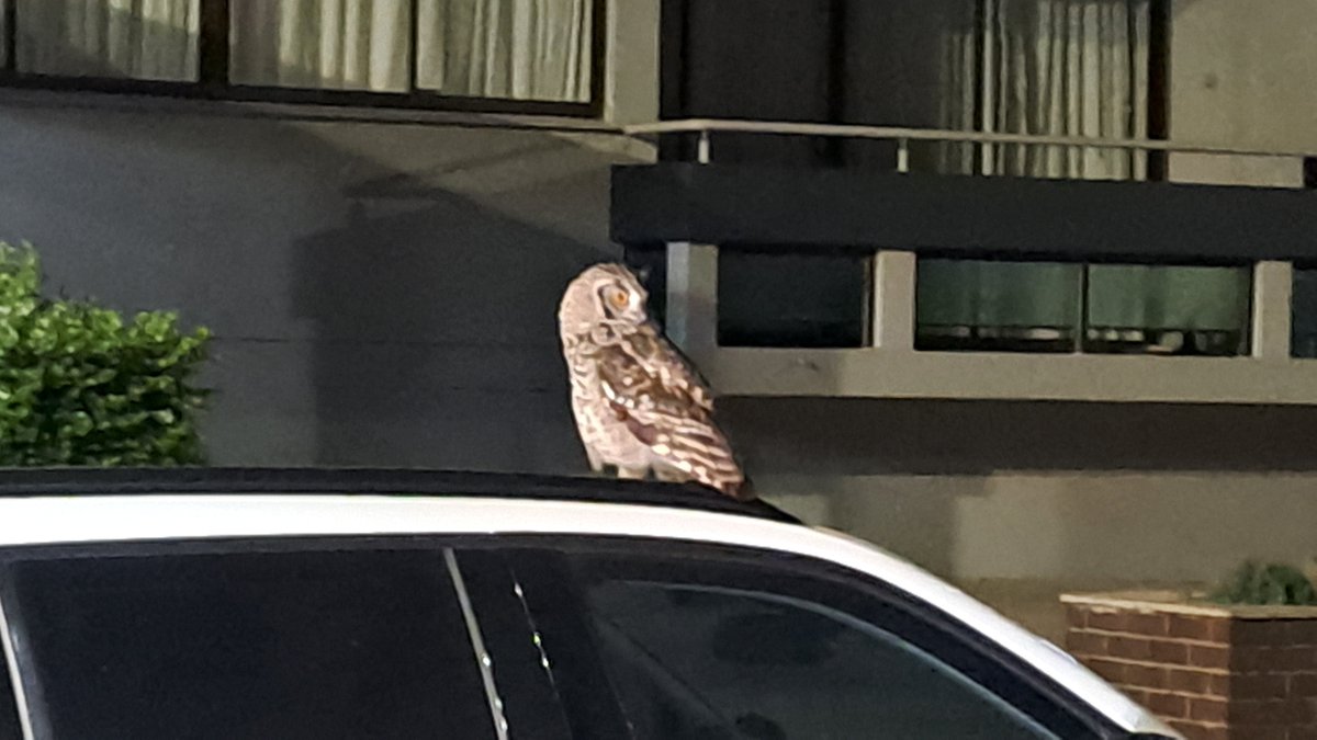 Seen two owls in the past two weeks. Omen? Luck?