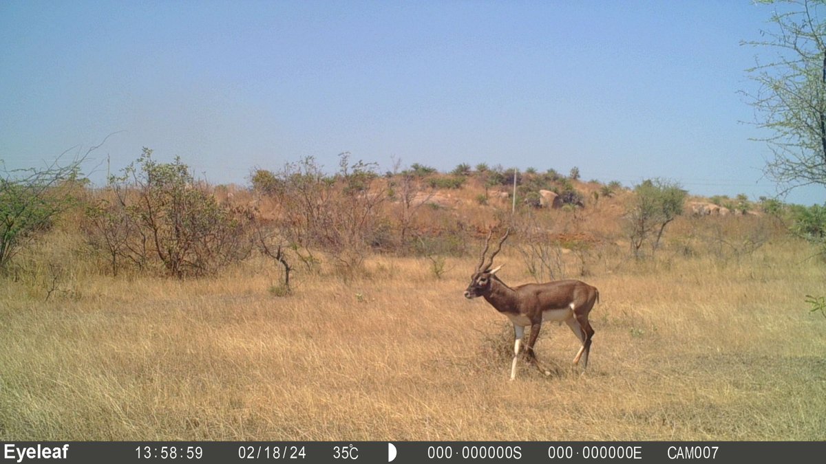 If you are interested to work in the conservation of beautiful grasslands near Bangalore, as seen in the image below, please apply. atree.org/job/project-co…