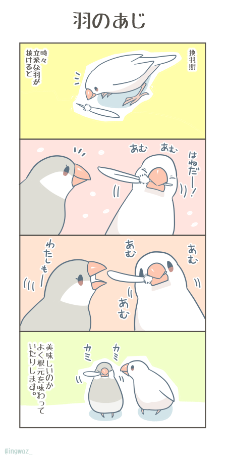 抜けた羽、何か味があるのかな…?

#漫画がよめるハッシュタグ #Buncho #文鳥 