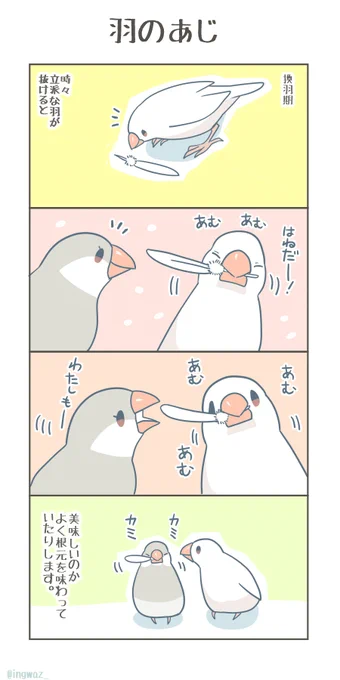 抜けた羽、何か味があるのかな…?

#漫画がよめるハッシュタグ #Buncho #文鳥 