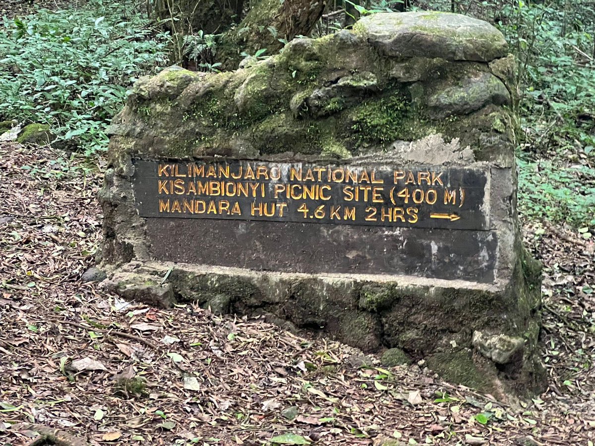 TTipwa's tweet image. Hiking Kilimanjaro:

Day one: Nairobi to Moshi, and the start of our ascent towards Mandara Hut on Kilimanjaro. Memories etched in every step. 🏔️ #Kilimanjaro #AdventureBegins