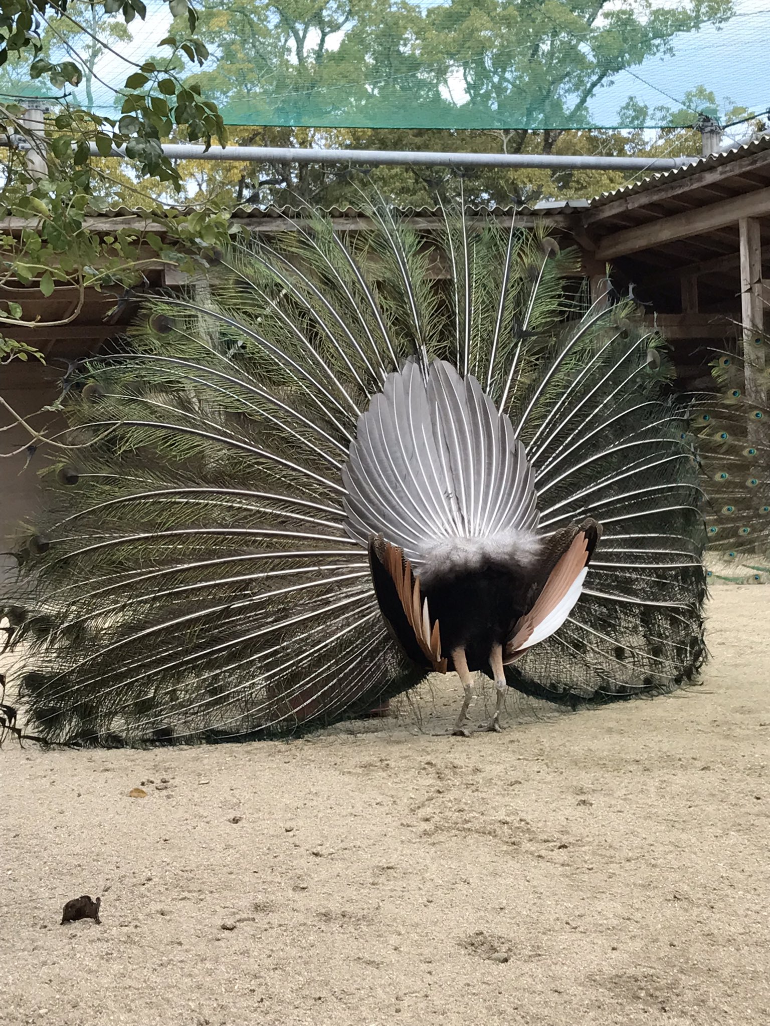 スクラッチアート オリジナル クジャク 孔雀 求愛 久留米市鳥類