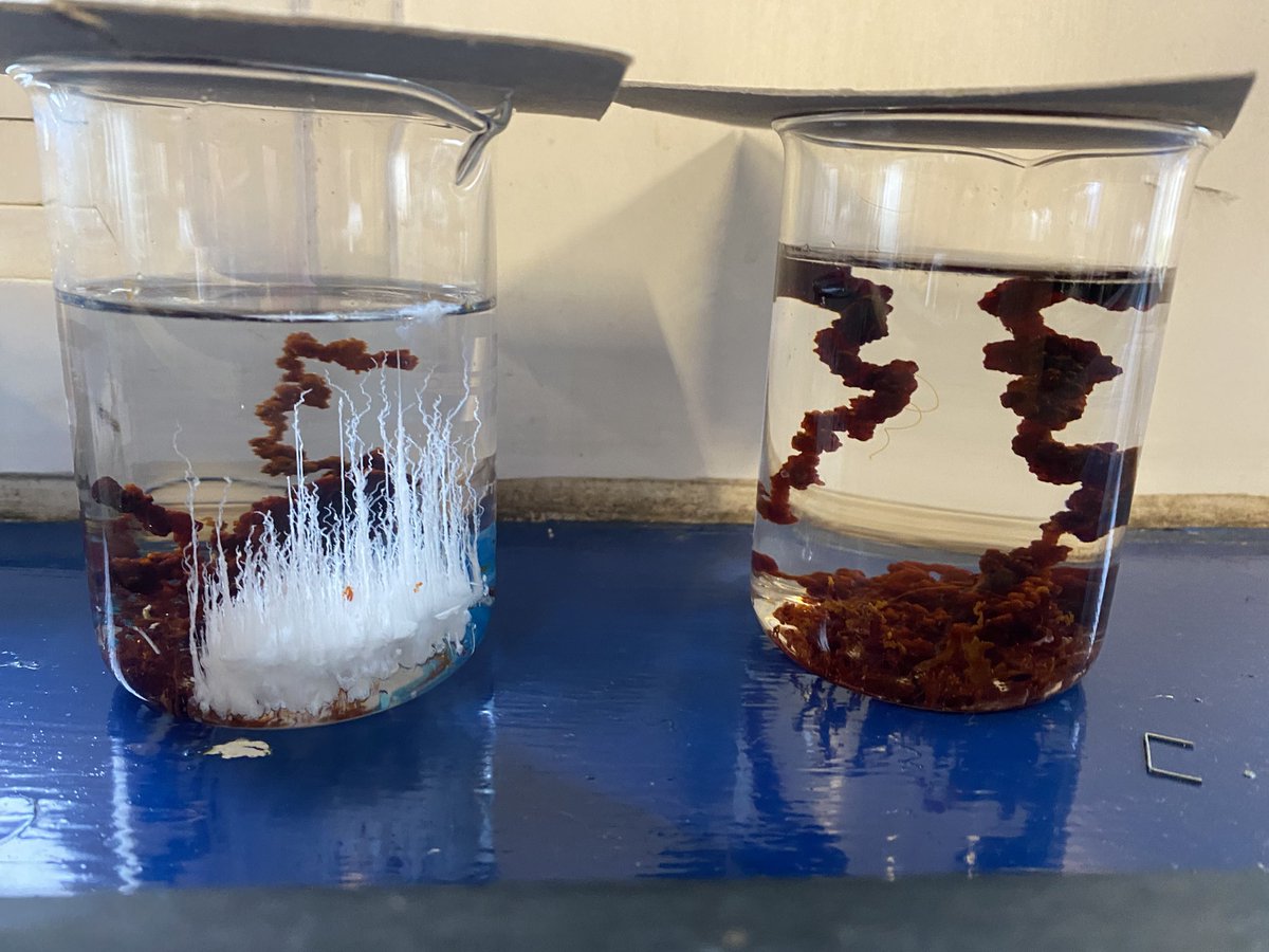 #Downendscienceclub enjoyed being creative growing crystal gardens. Using the <a href="/RoySocChem/">Royal Society of Chemistry</a> education resource edu.rsc.org